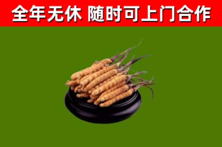漯河烟酒回收冬虫夏草.jpg