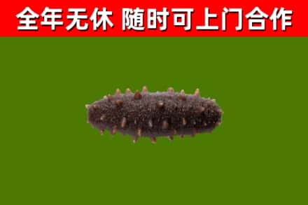 漯河烟酒回收干海参.jpg